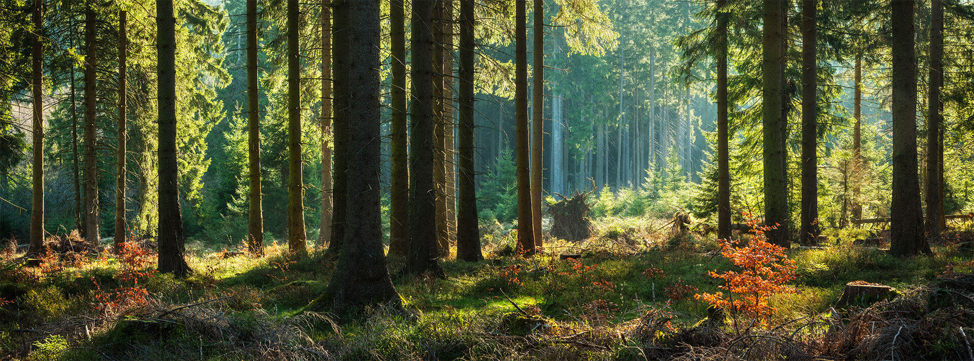 You buy a pillow, we’ll plant a tree.